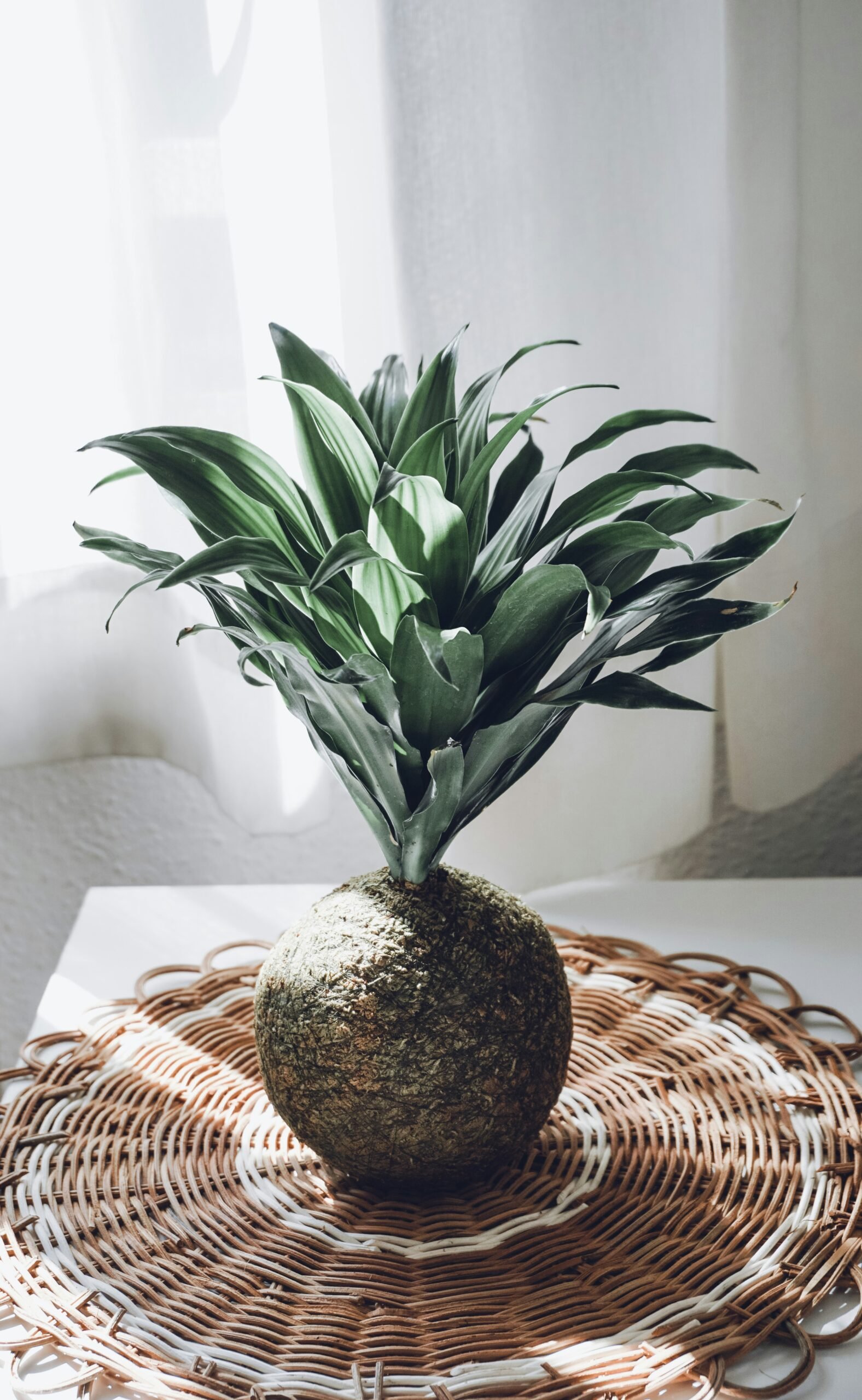 a potted plant sitting on top of a table